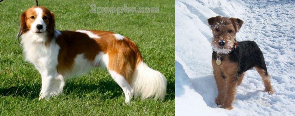 Welsh Terrier vs Kooikerhondje - Breed Comparison
