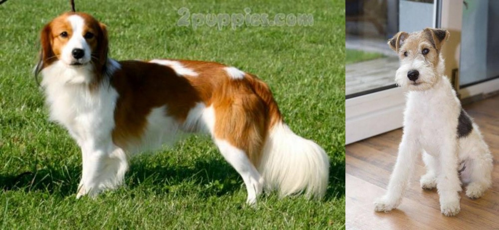 Wire Fox Terrier vs Kooikerhondje - Breed Comparison