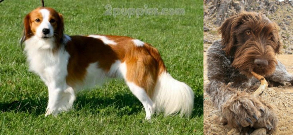 Wirehaired Pointing Griffon vs Kooikerhondje - Breed Comparison