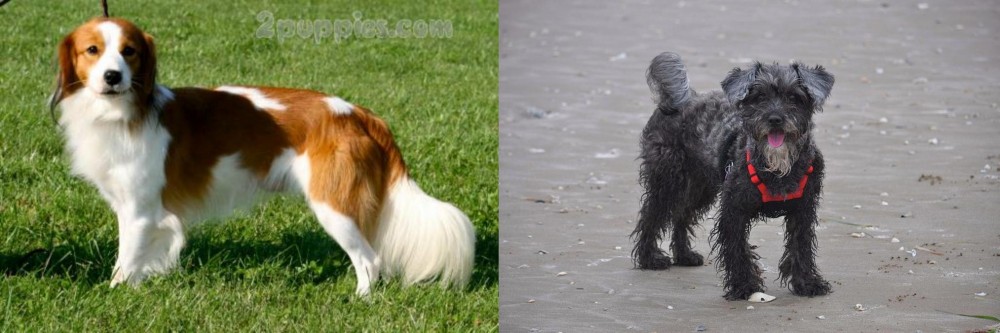 YorkiePoo vs Kooikerhondje - Breed Comparison