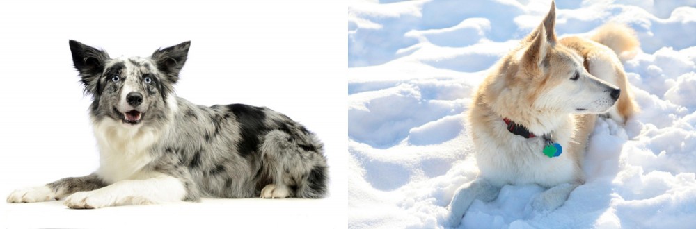 Labrador Husky vs Koolie - Breed Comparison
