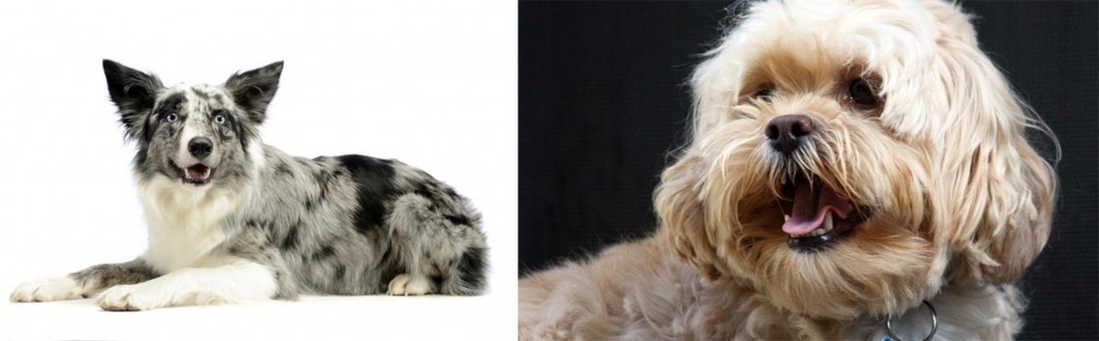 Lhasapoo vs Koolie - Breed Comparison