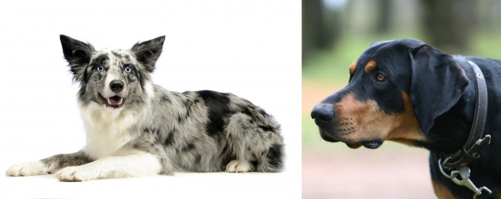 Lithuanian Hound vs Koolie - Breed Comparison