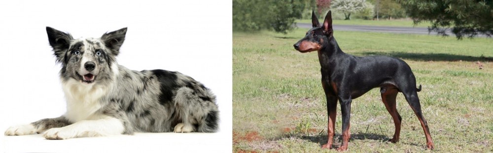 Manchester Terrier vs Koolie - Breed Comparison
