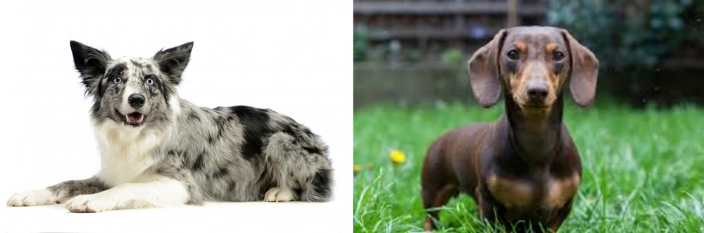 Miniature Dachshund vs Koolie - Breed Comparison