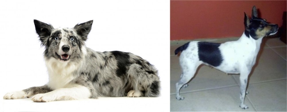 Miniature Fox Terrier vs Koolie - Breed Comparison