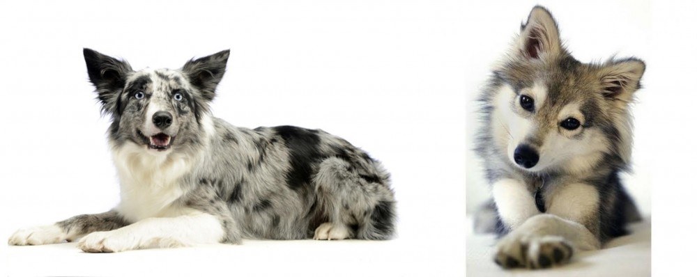 Miniature Siberian Husky vs Koolie - Breed Comparison