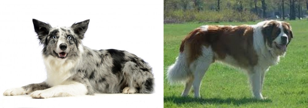 Moscow Watchdog vs Koolie - Breed Comparison
