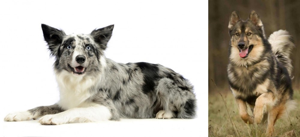 Native American Indian Dog vs Koolie - Breed Comparison