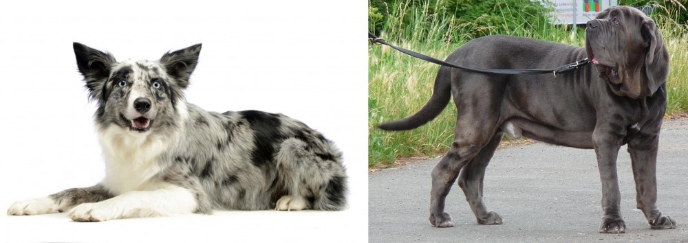 Neapolitan Mastiff vs Koolie - Breed Comparison