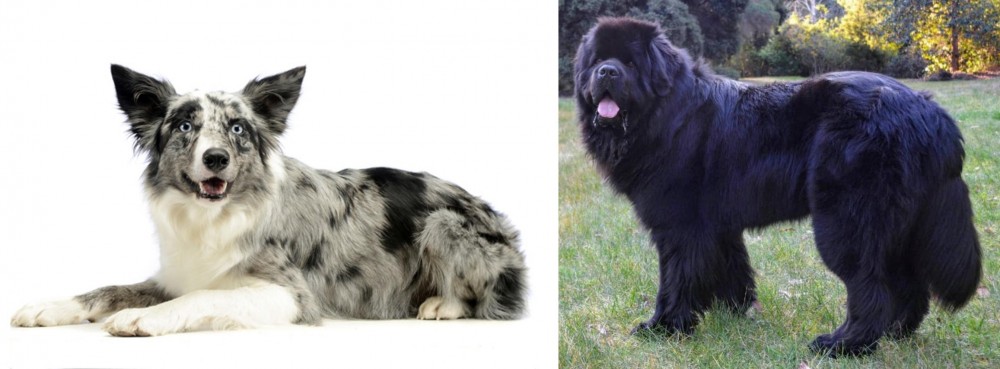 Newfoundland Dog vs Koolie - Breed Comparison
