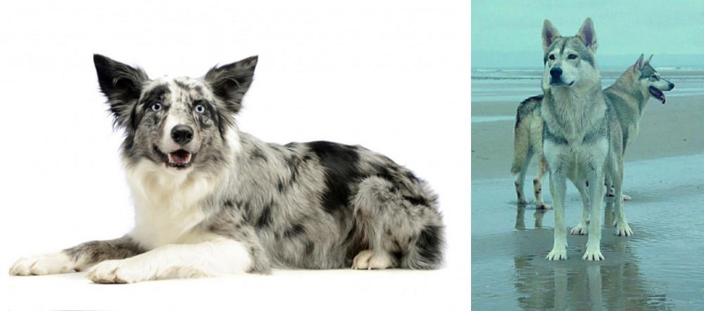 Northern Inuit Dog vs Koolie - Breed Comparison