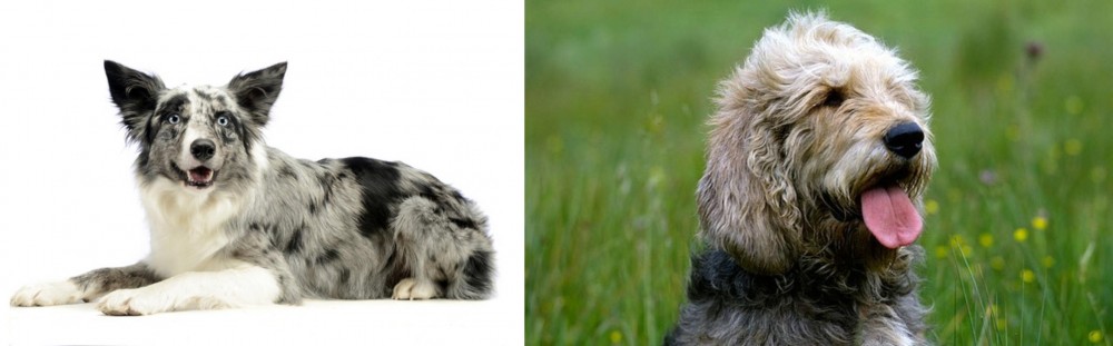 Otterhound vs Koolie - Breed Comparison