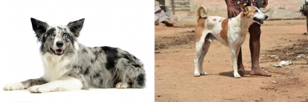 Pandikona vs Koolie - Breed Comparison