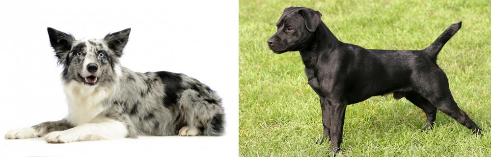 Patterdale Terrier vs Koolie - Breed Comparison