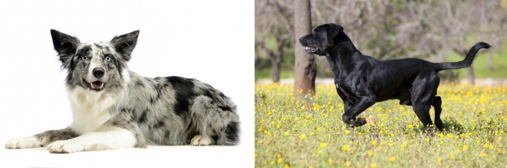 Perro de Pastor Mallorquin vs Koolie - Breed Comparison