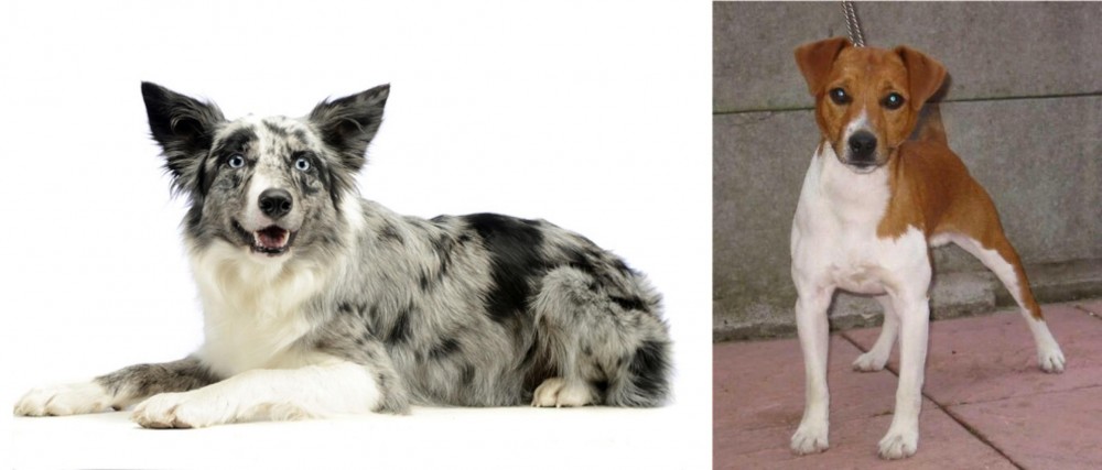 Plummer Terrier vs Koolie - Breed Comparison