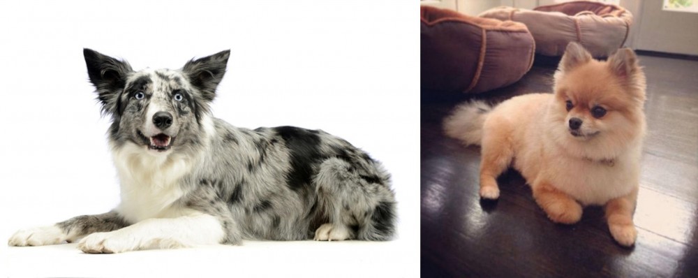 Pomeranian vs Koolie - Breed Comparison