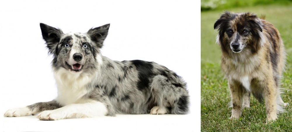 Pyrenean Shepherd vs Koolie - Breed Comparison