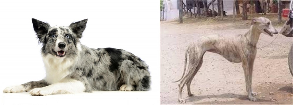 Rampur Greyhound vs Koolie - Breed Comparison