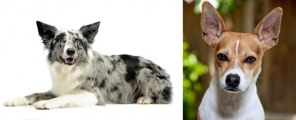 Rat Terrier vs Koolie - Breed Comparison