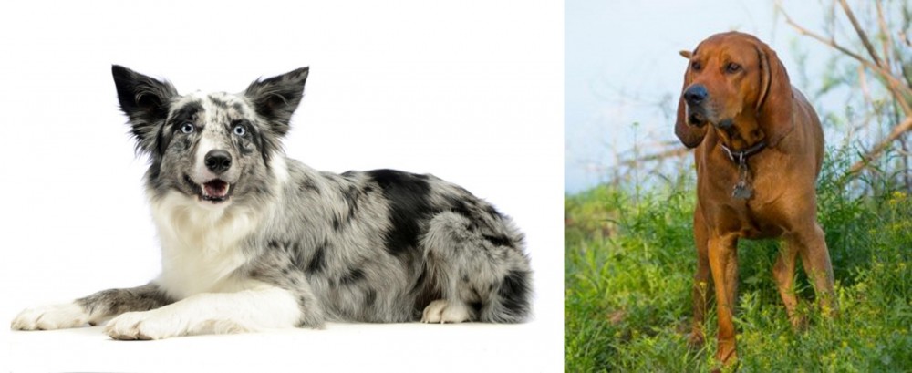 Redbone Coonhound vs Koolie - Breed Comparison
