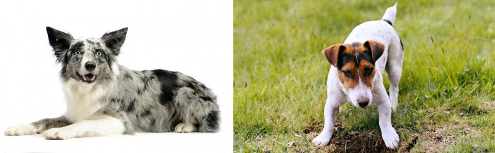 Russell Terrier vs Koolie - Breed Comparison
