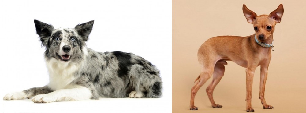 Russian Toy Terrier vs Koolie - Breed Comparison
