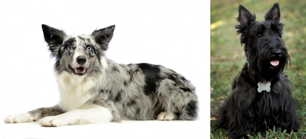 Scoland Terrier vs Koolie - Breed Comparison
