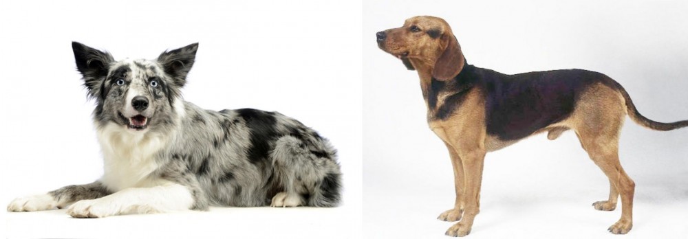 Serbian Hound vs Koolie - Breed Comparison