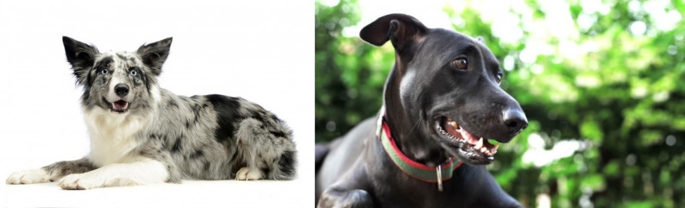 Shepard Labrador vs Koolie - Breed Comparison