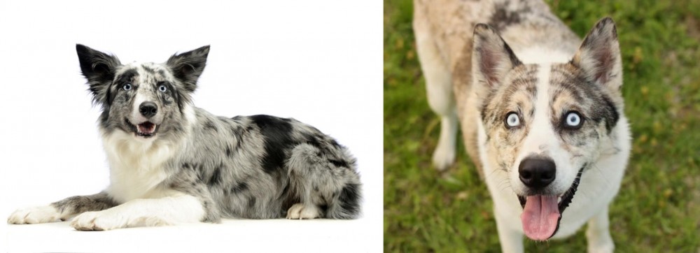 Shepherd Husky vs Koolie - Breed Comparison
