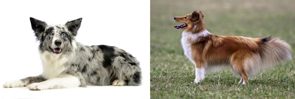 Shetland Sheepdog vs Koolie - Breed Comparison