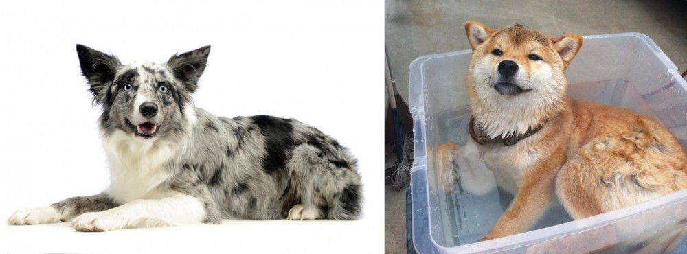 Shiba Inu vs Koolie - Breed Comparison