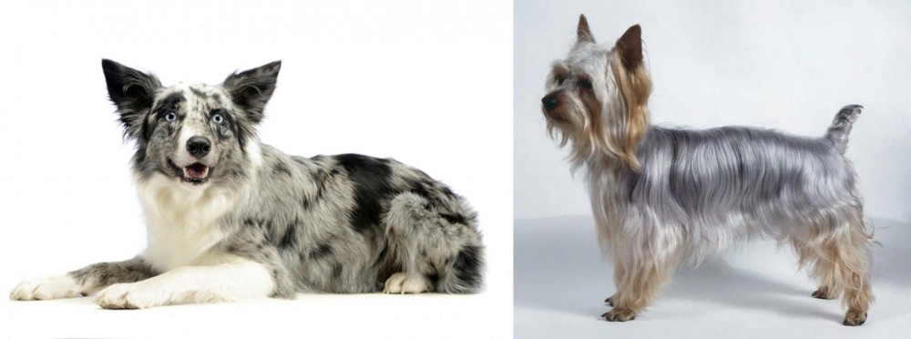 Silky Terrier vs Koolie - Breed Comparison