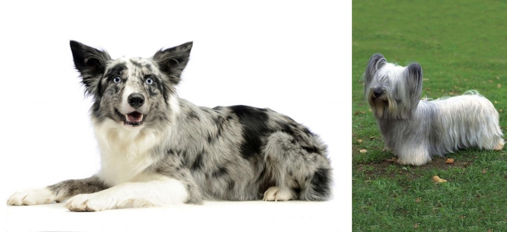 Skye Terrier vs Koolie - Breed Comparison