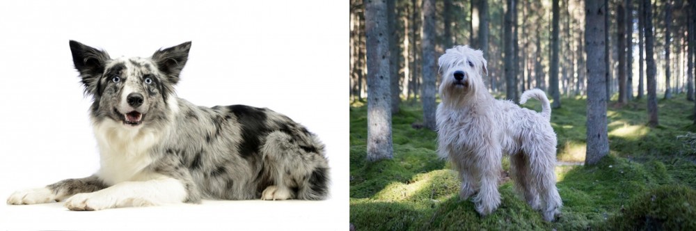 Soft-Coated Wheaten Terrier vs Koolie - Breed Comparison
