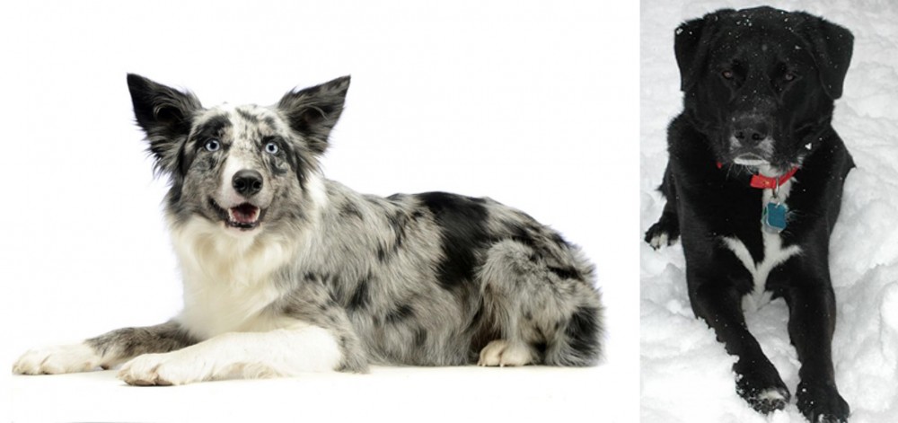 St. John's Water Dog vs Koolie - Breed Comparison