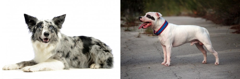 Staffordshire Bull Terrier vs Koolie - Breed Comparison