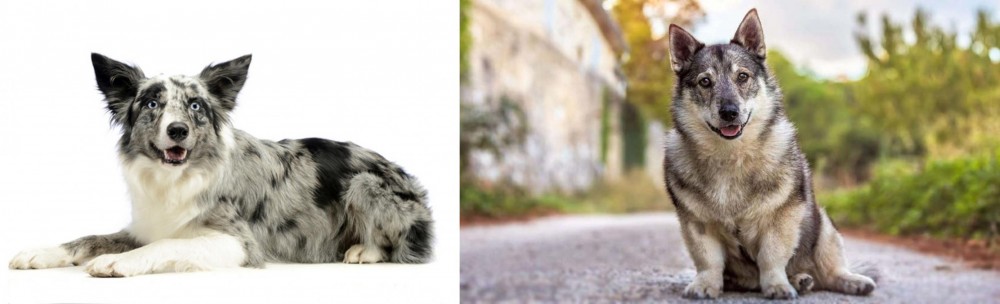 Swedish Vallhund vs Koolie - Breed Comparison