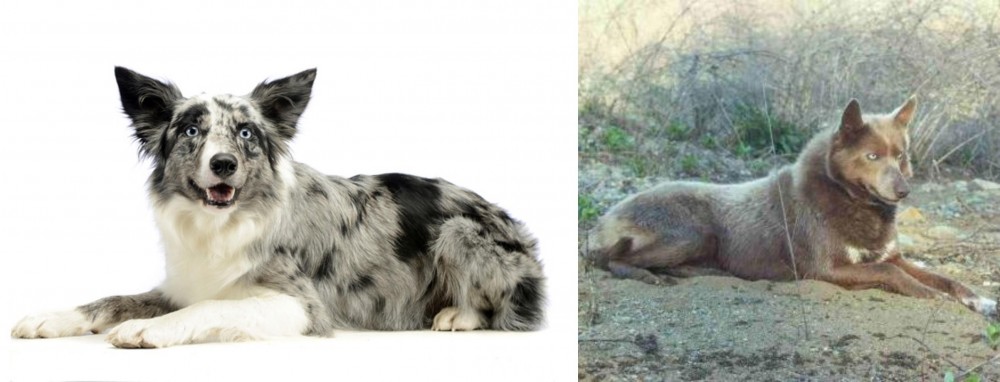 Tahltan Bear Dog vs Koolie - Breed Comparison