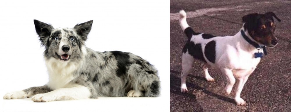 Teddy Roosevelt Terrier vs Koolie - Breed Comparison