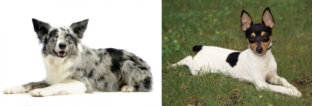 Toy Fox Terrier vs Koolie - Breed Comparison