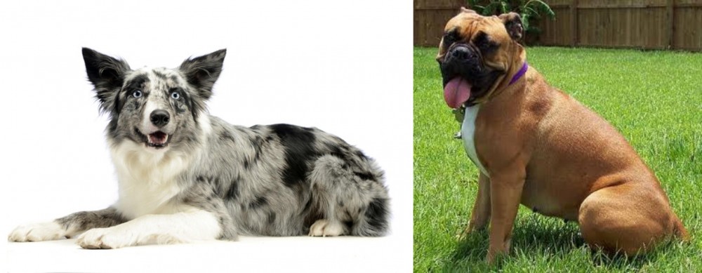 Valley Bulldog vs Koolie - Breed Comparison