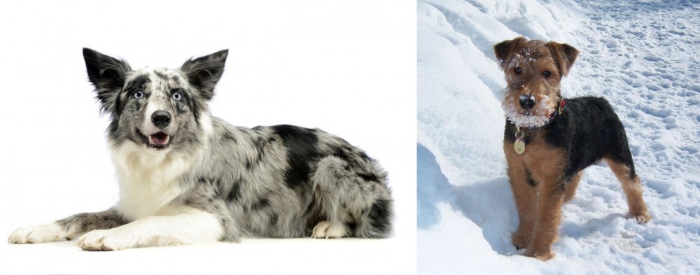 Welsh Terrier vs Koolie - Breed Comparison