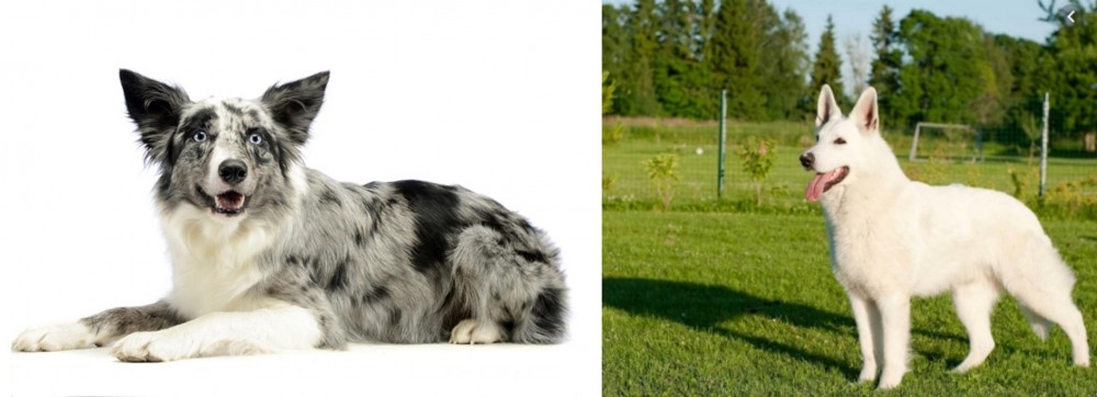 White Shepherd vs Koolie - Breed Comparison