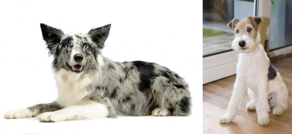Wire Fox Terrier vs Koolie - Breed Comparison