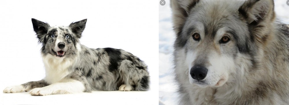 Wolfdog vs Koolie - Breed Comparison