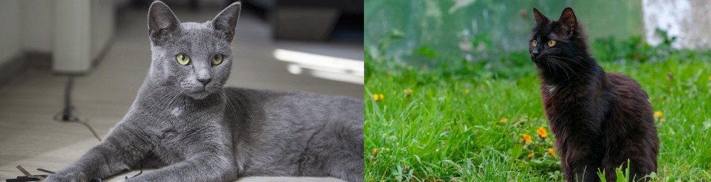 York Chocolate Cat vs Korat - Breed Comparison