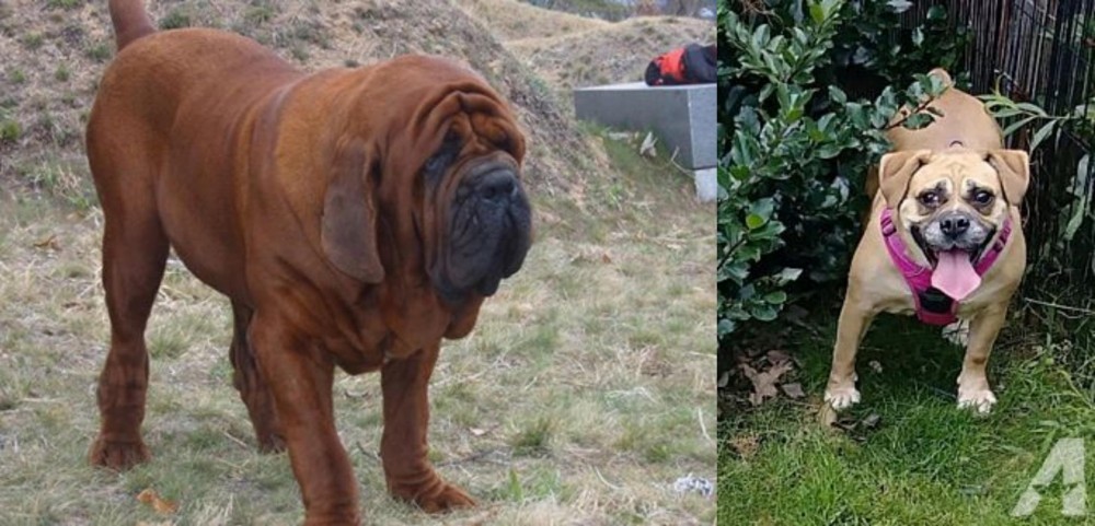 Beabull vs Korean Mastiff - Breed Comparison